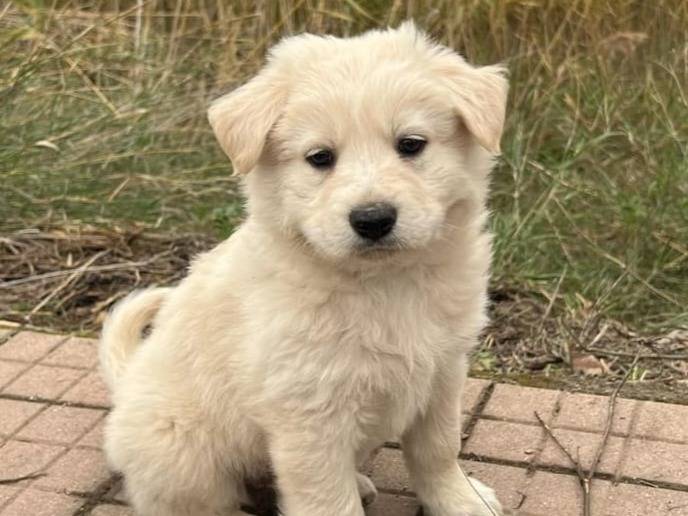 Adotta un cane, taglia grande, maschio, Ancona