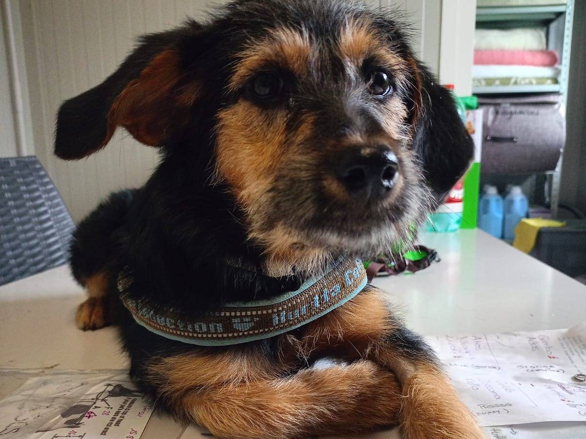 Adozione cane, femmina, Razza sconosciuta Razza sconosciuta, 1 anno e 4 mesi, taglia piccola, Cosenza