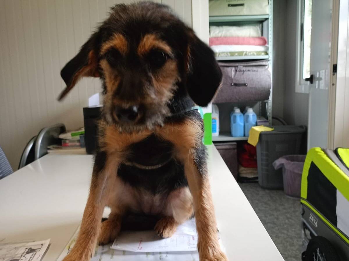 Adotta un cane, femmina, 1 anno e 4 mesi, Cosenza