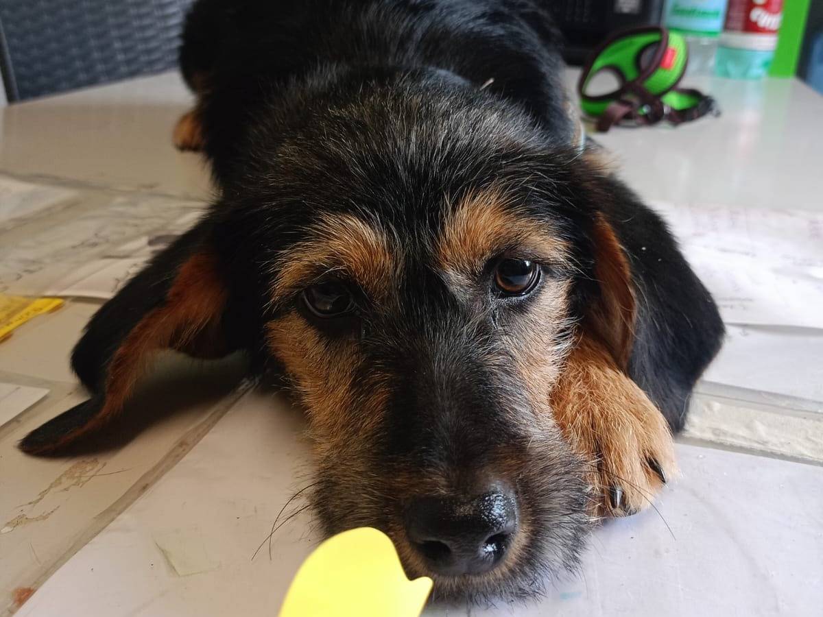 Adotta un cane, taglia piccola, femmina, Cosenza