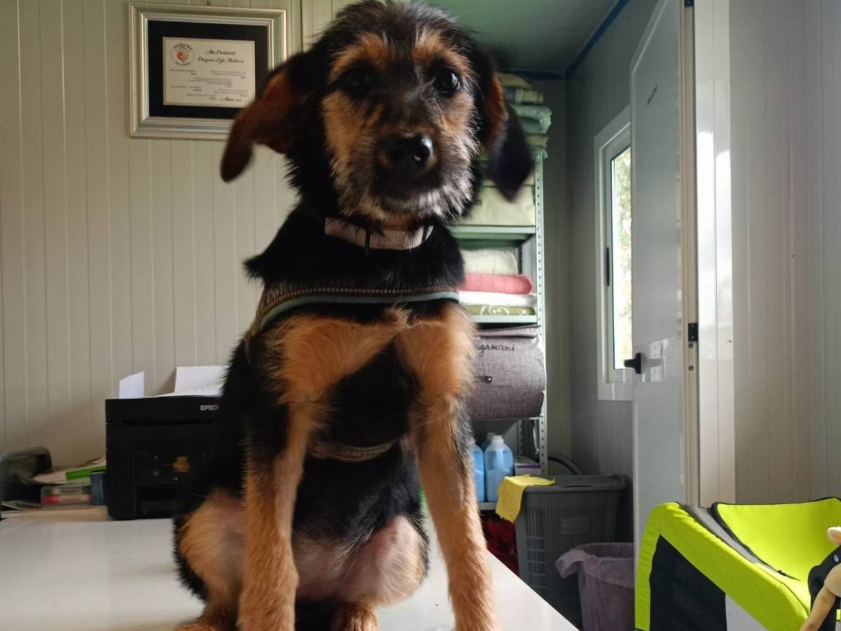 Vuoi adottare un cane a Cosenza?