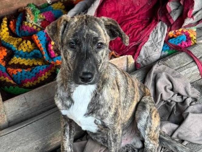 Adozione cane, maschio, Razza sconosciuta Razza sconosciuta, 1 anno e 4 mesi, taglia media, Torino