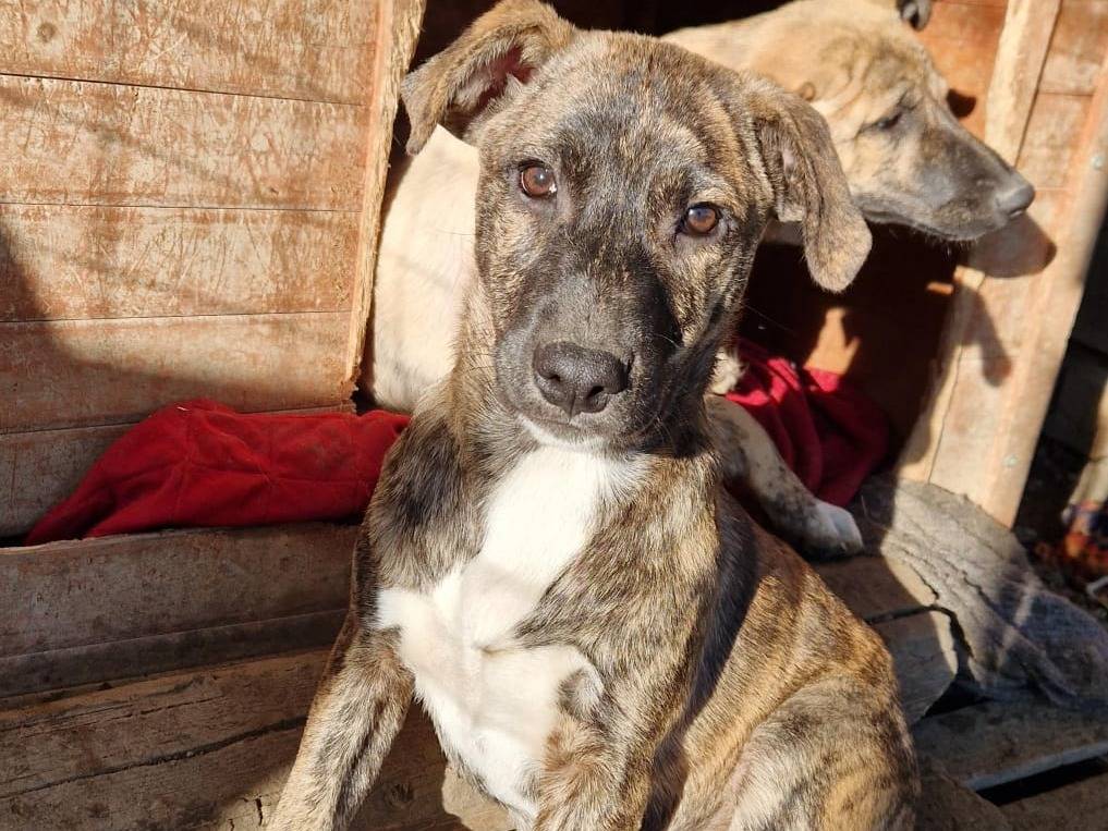 Adotta un cane, maschio, 1 anno e 4 mesi, Torino