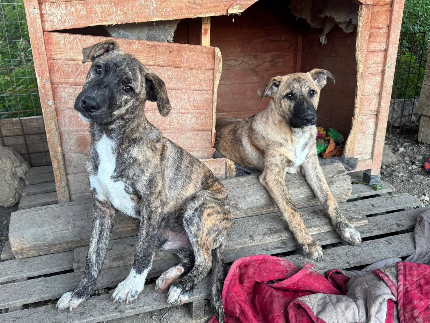 Adotta un cane, taglia media, maschio, Torino