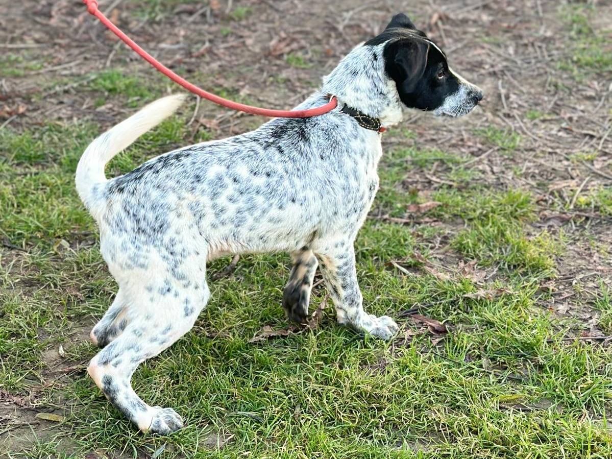 Adotta un cane, maschio, 9 mesi, Torino