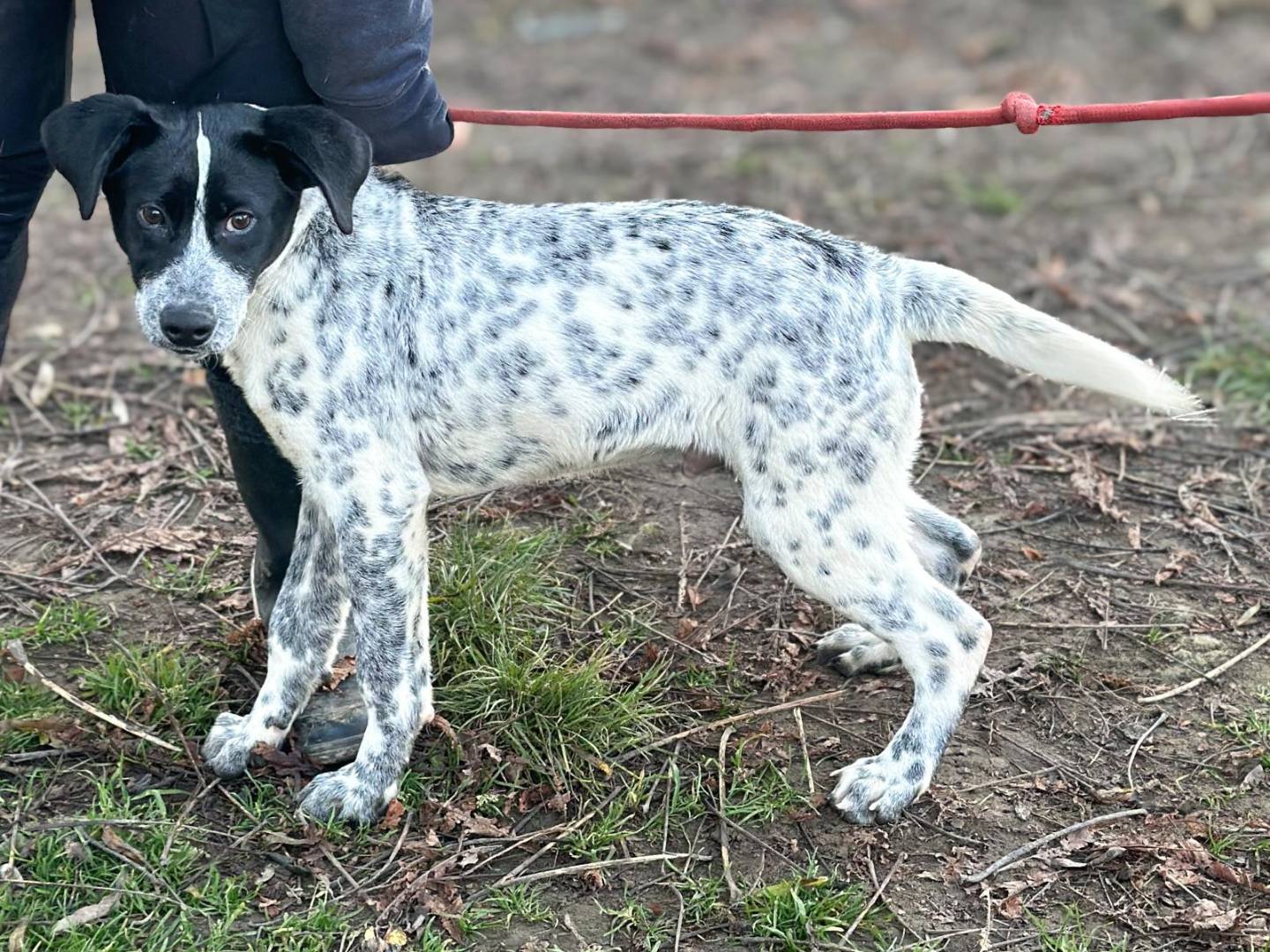 Adotta un cane, taglia grande, maschio, Torino