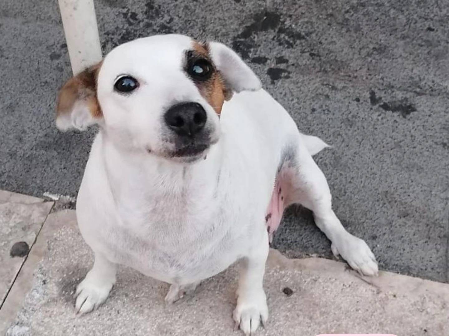 Adozione cane, femmina, Jack Russell Terrier Razza sconosciuta, 14 anni e 5 mesi, taglia piccola, Agrigento