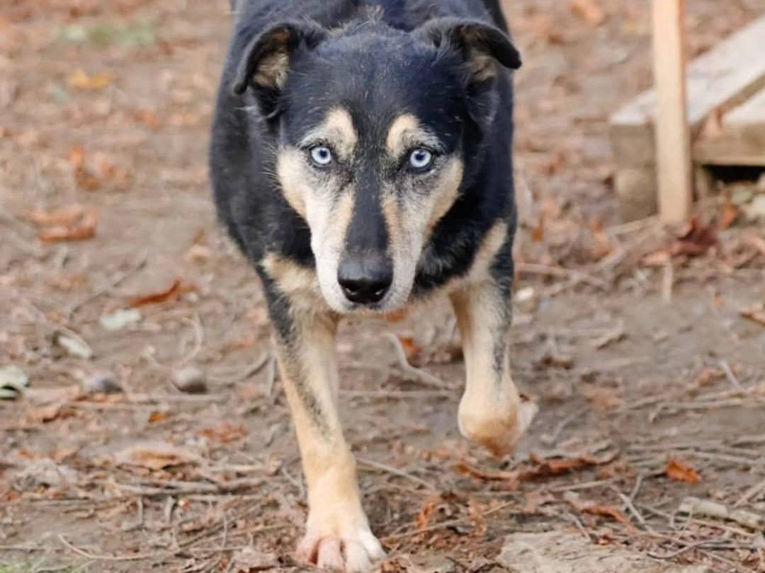 Adotta un cane, maschio, 8 anni  e 7 mesi , Torino
