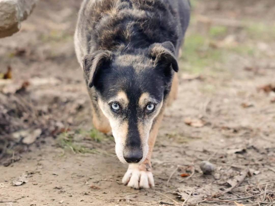 Vuoi adottare un cane a Torino?