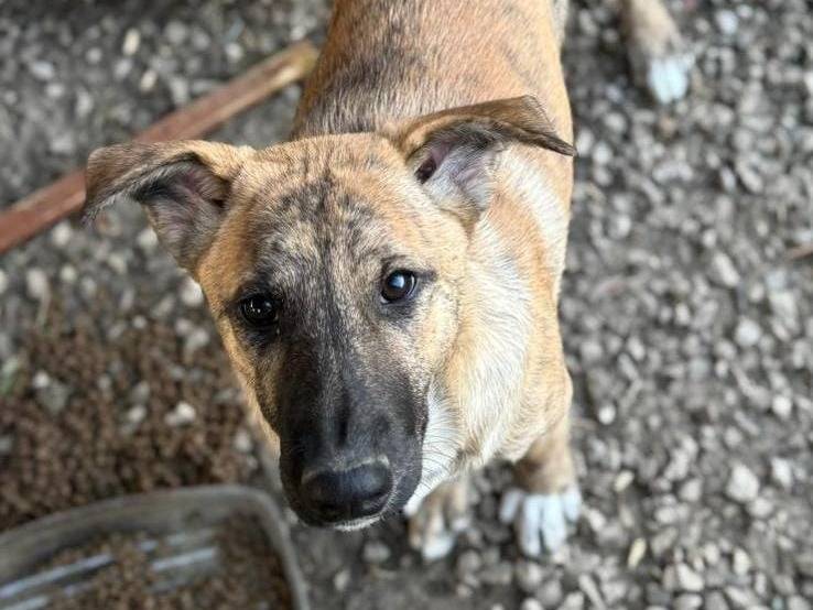 Adotta un cane, maschio, 10 mesi, Torino