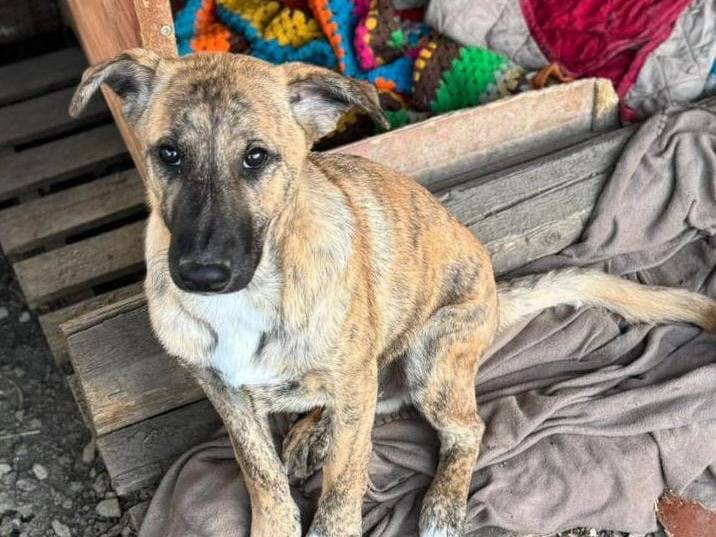Adotta un cane, taglia media, maschio, Torino