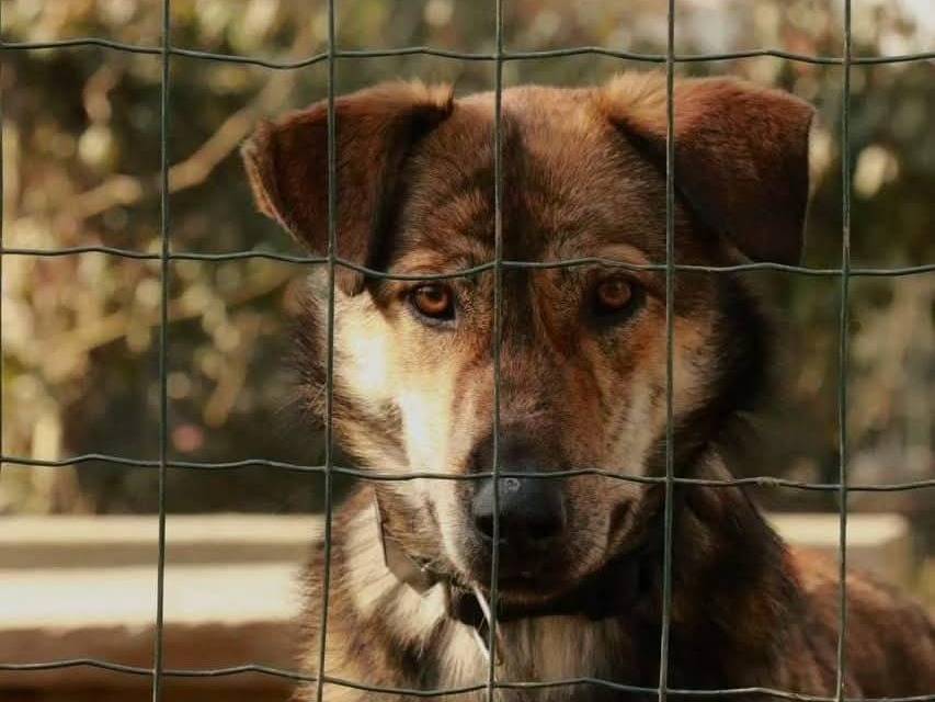 Foto dell'animale
