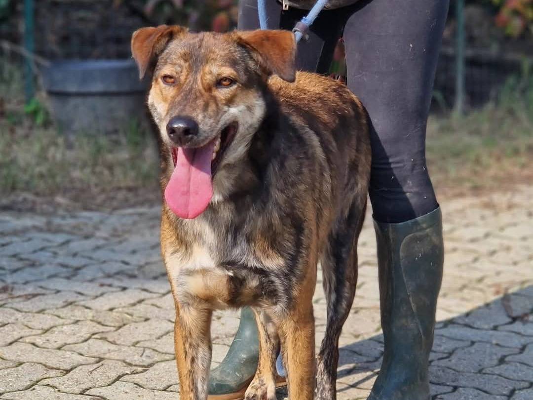 Adotta un cane, maschio, 3 anni e 3 mesi, Torino