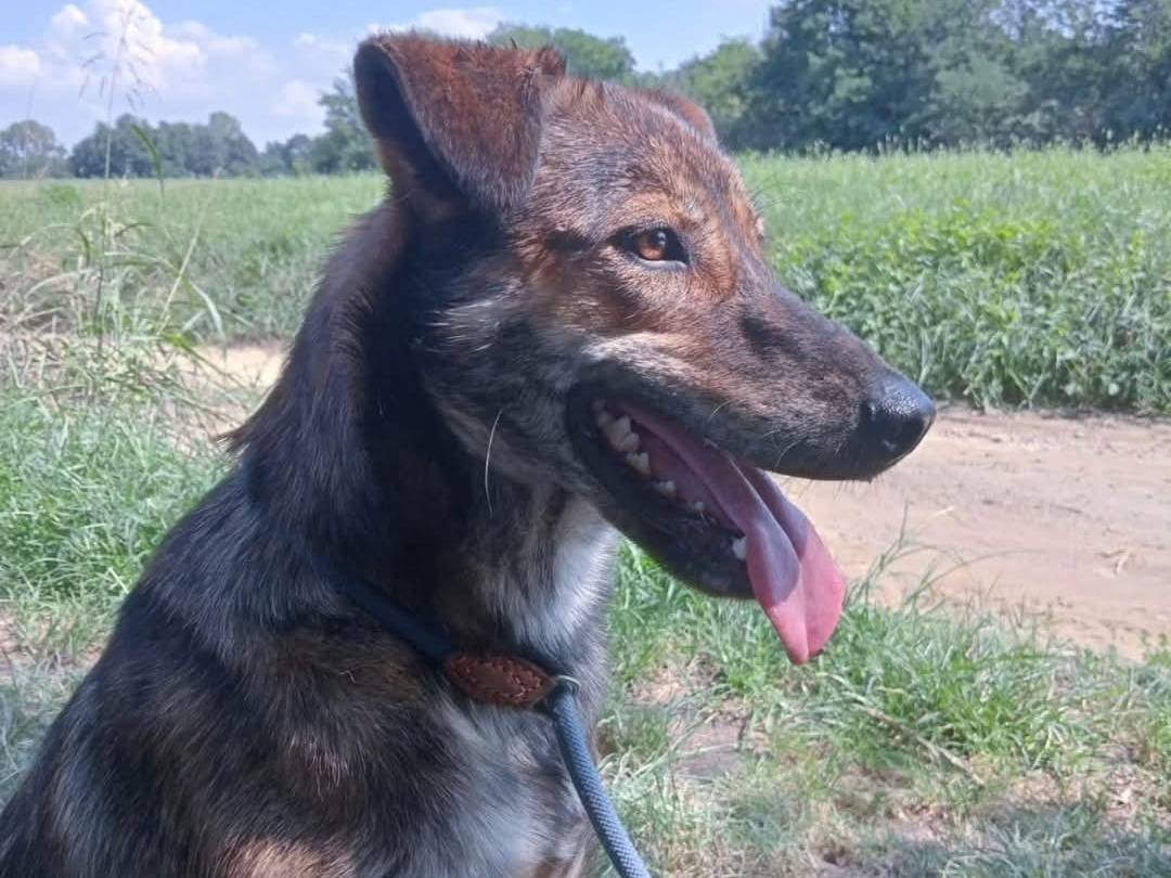 Adotta un cane, taglia media, maschio, Torino
