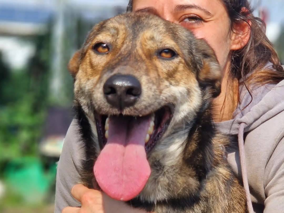 Vuoi adottare un cane a Torino?