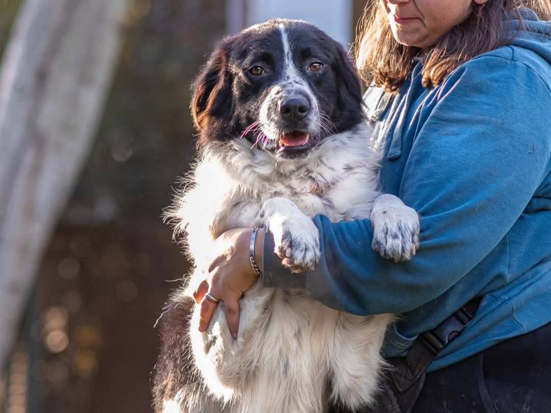 Adotta un cane, maschio, 1 anno e 7 mesi , Torino