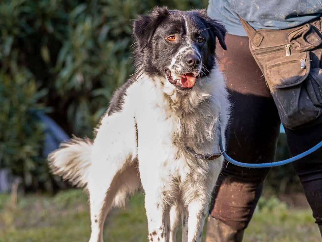 Adotta un cane, taglia grande, maschio, Torino