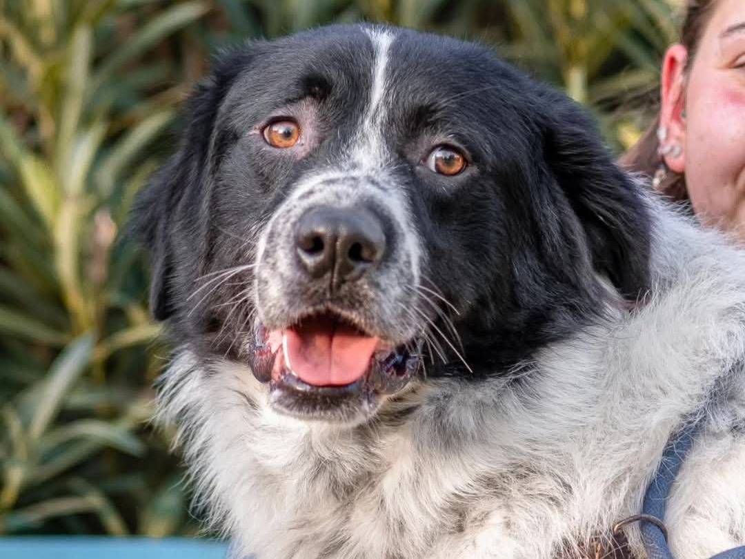 Vuoi adottare un cane a Torino?