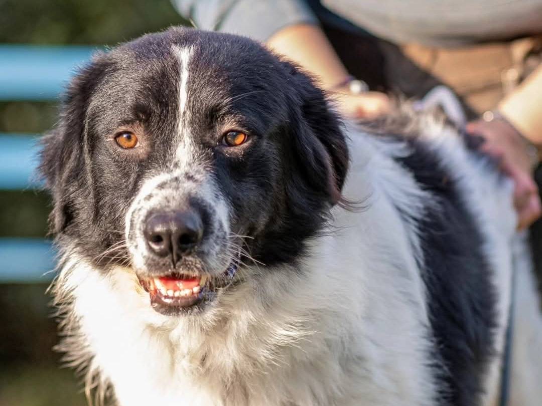 Adotta il cane Camillo a Torino