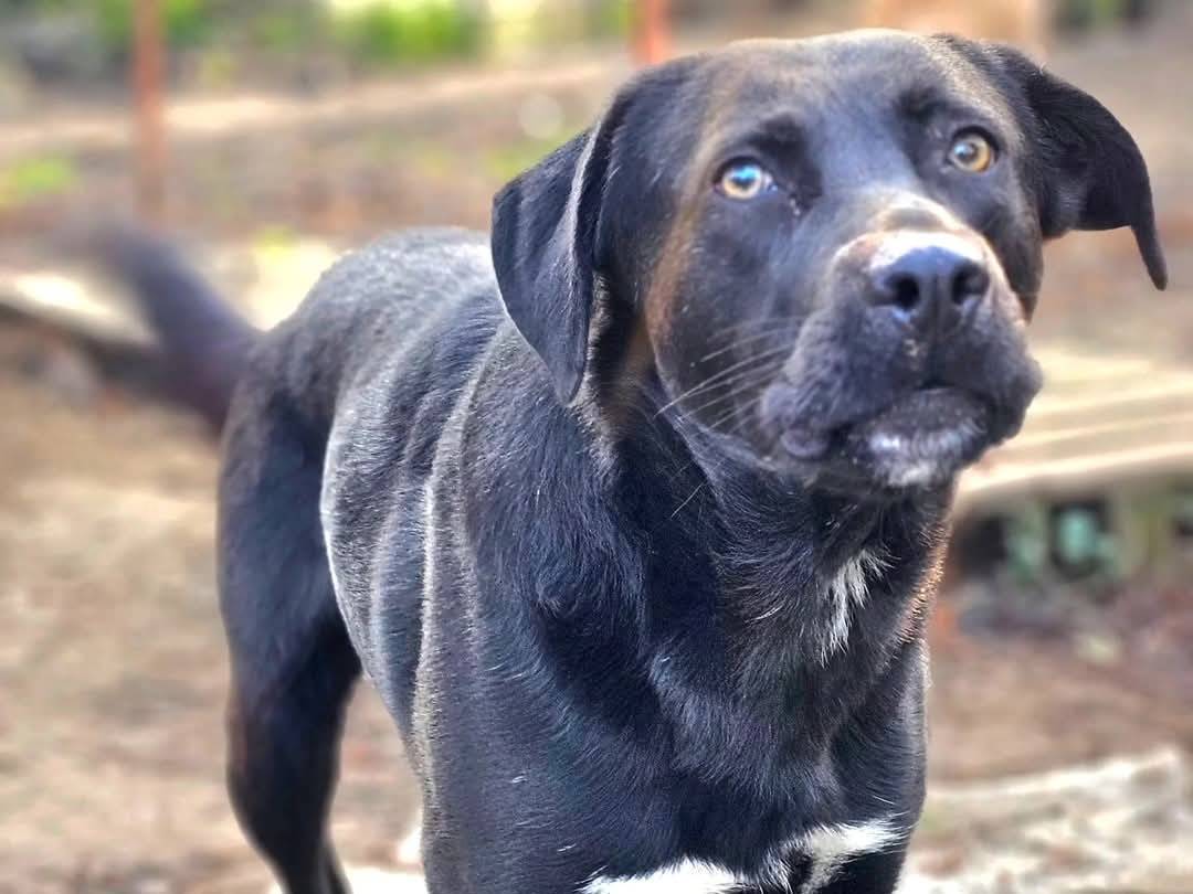 Vuoi adottare un cane a Torino?