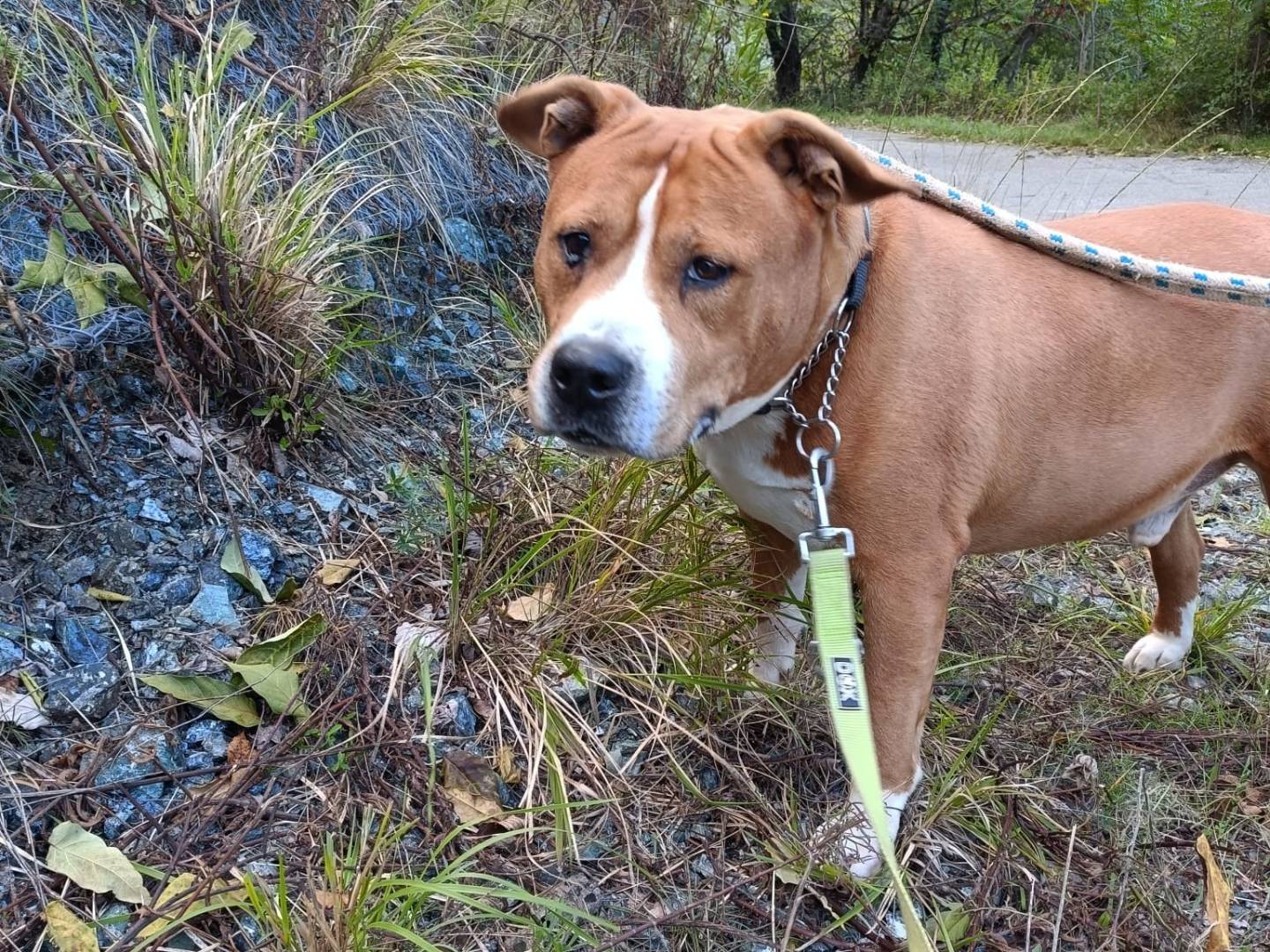 Adozione cane, maschio, Pitbull Razza sconosciuta, 10 anni  e 8 mesi , taglia grande, Genova