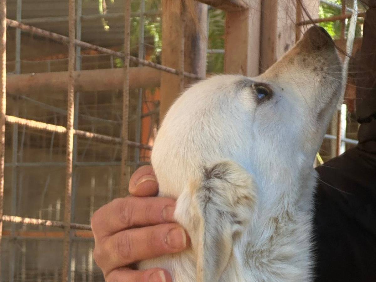 Adozione cane, maschio, Razza sconosciuta Razza sconosciuta, 1 anno e 11 mesi, taglia piccola, Bari