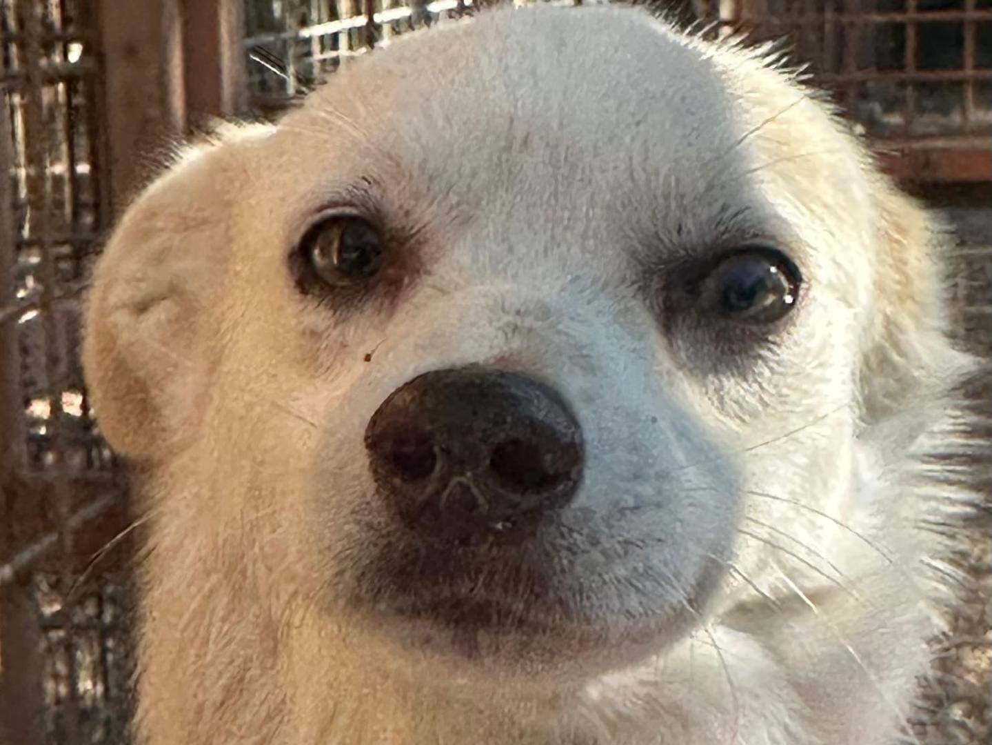 Adotta un cane, maschio, 1 anno e 11 mesi, Bari