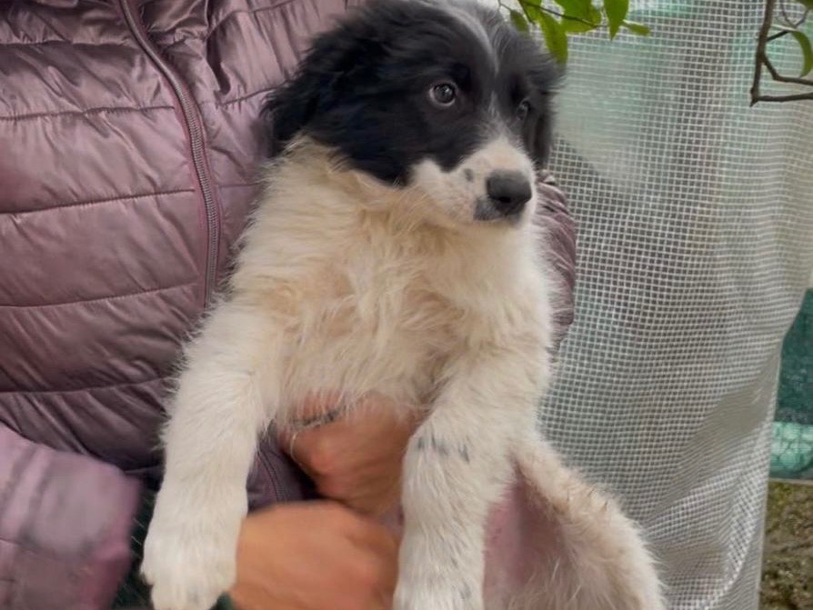 Adotta un cane, maschio, 6 mesi, Bari
