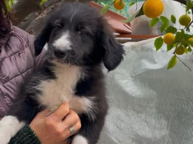 Adotta un cane, taglia media, maschio, Bari