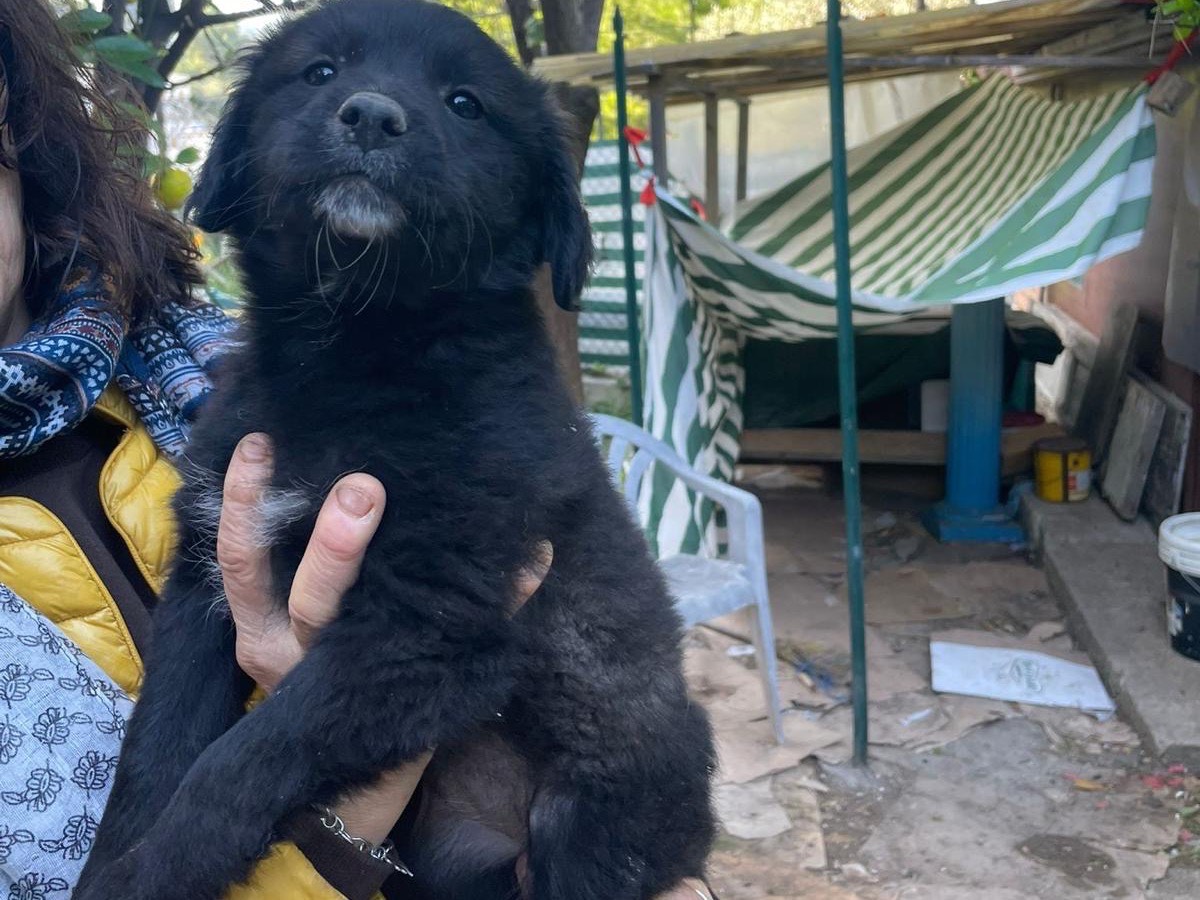 Adotta il cane Lenny a Bari
