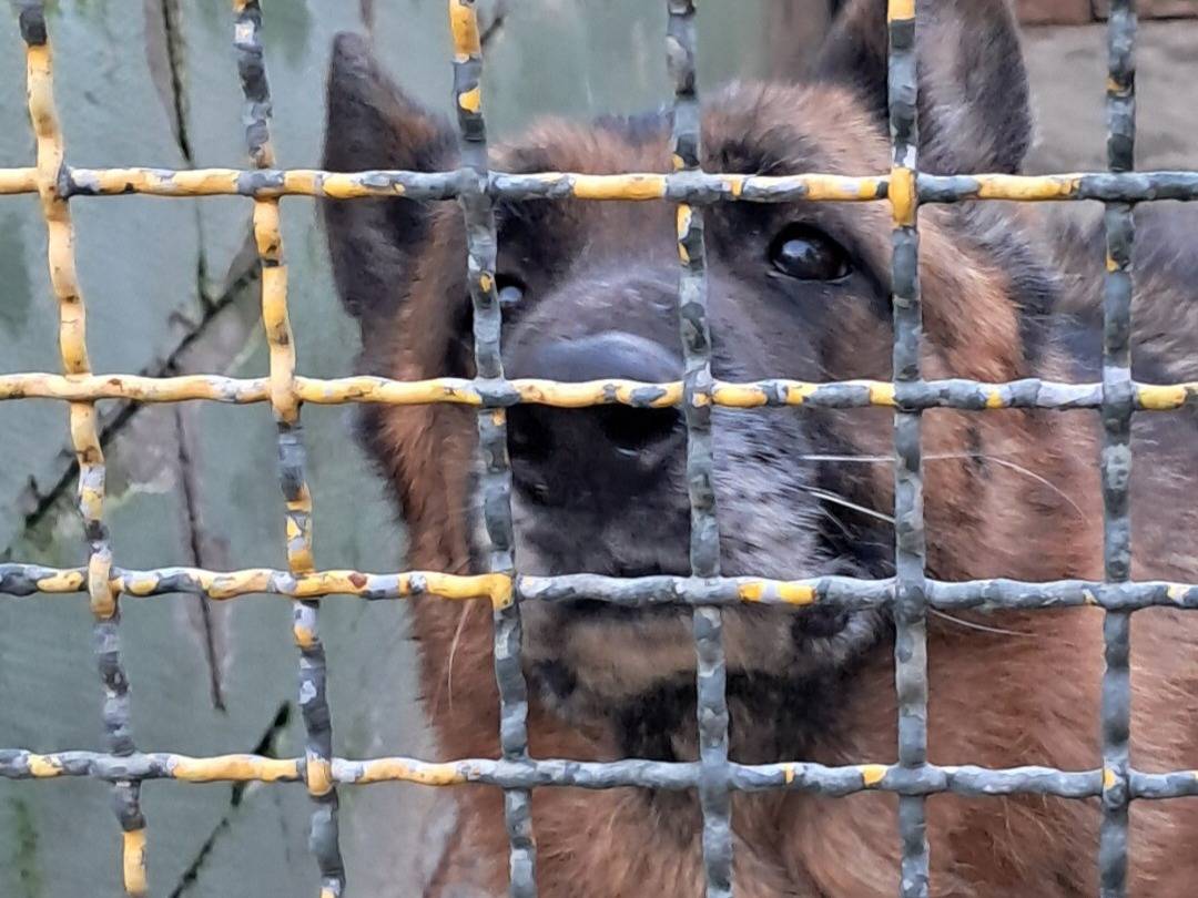 Foto dell'animale