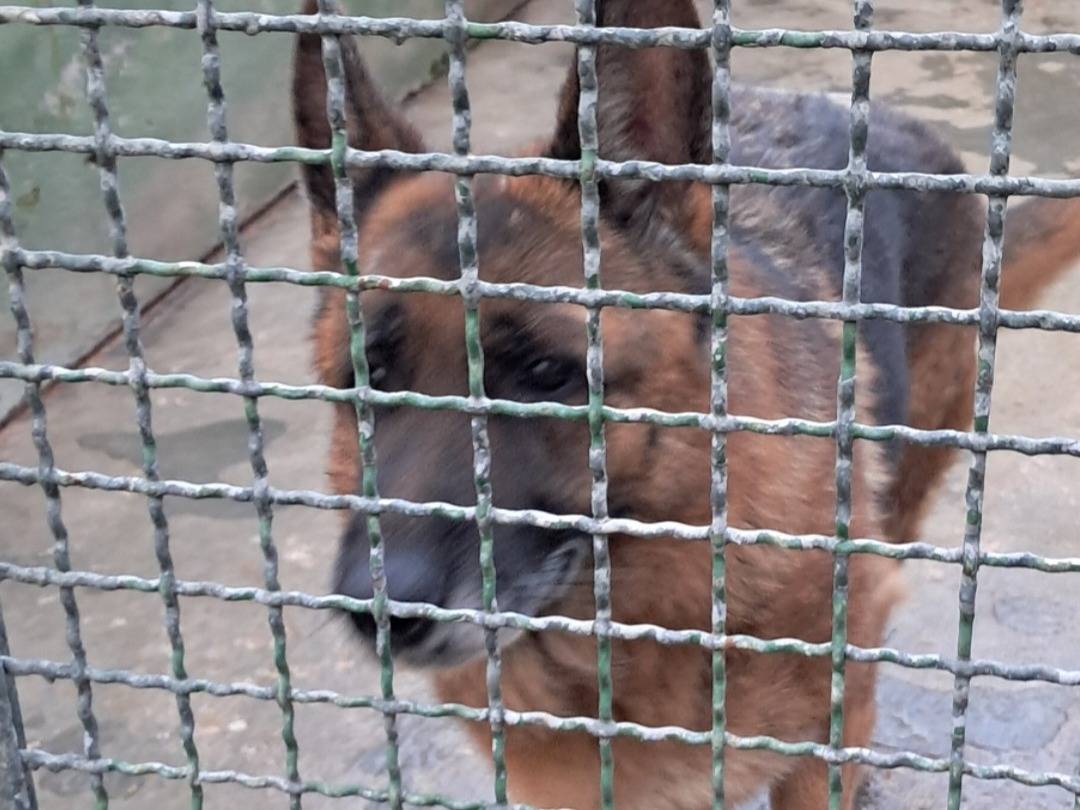 Adotta un cane, femmina, 11 anni  e 6 mesi , Caserta