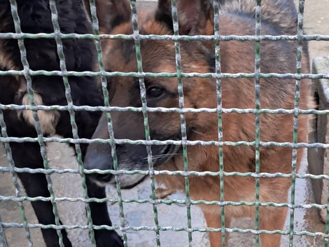 Adotta un cane, taglia grande, femmina, Caserta