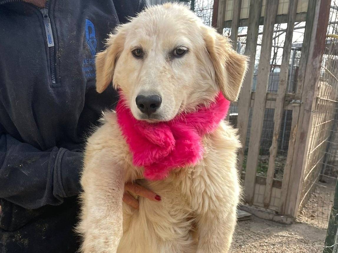 Adozione cane, femmina, Pastore maremmano Golden Retriever, 1 anno e 8 mesi, taglia grande, Frosinone