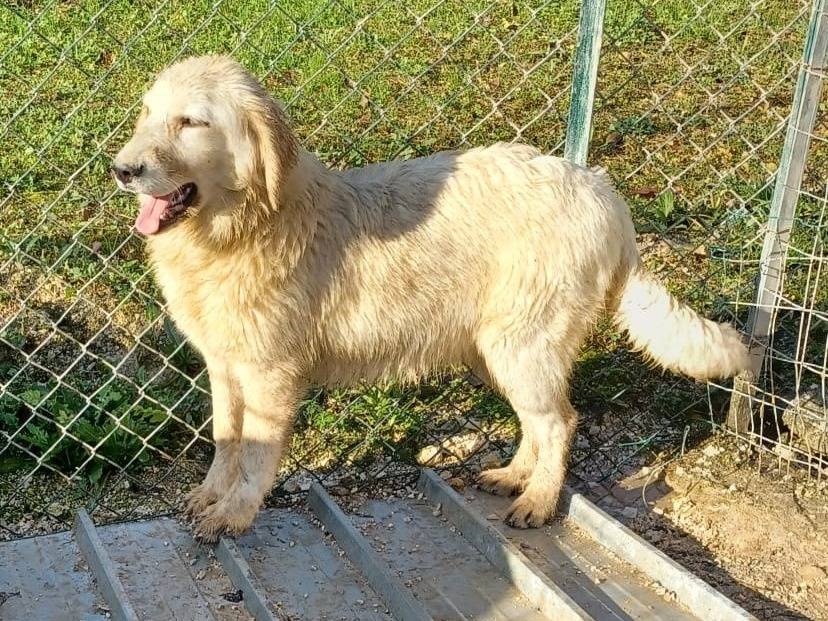 Adotta un cane, femmina, 1 anno e 8 mesi, Frosinone