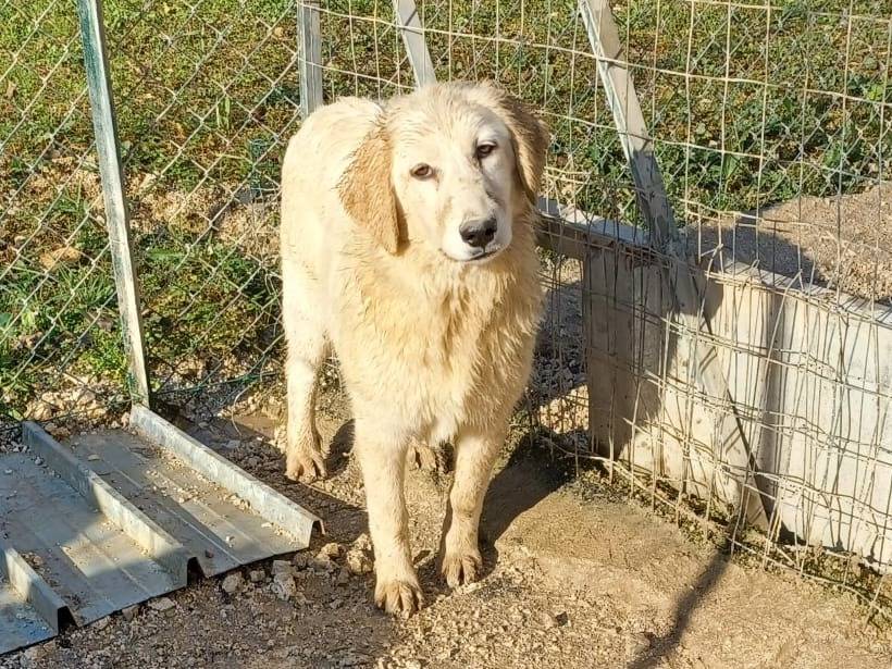 Adotta un cane, taglia grande, femmina, Frosinone