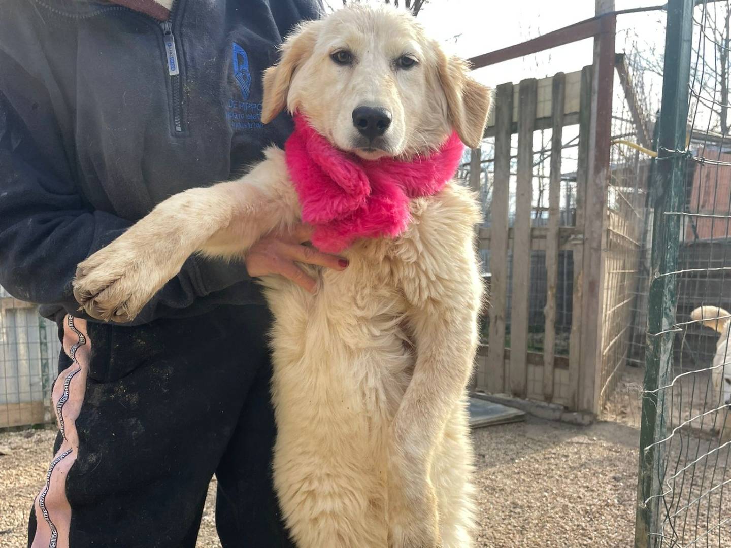 Vuoi adottare un cane a Frosinone?