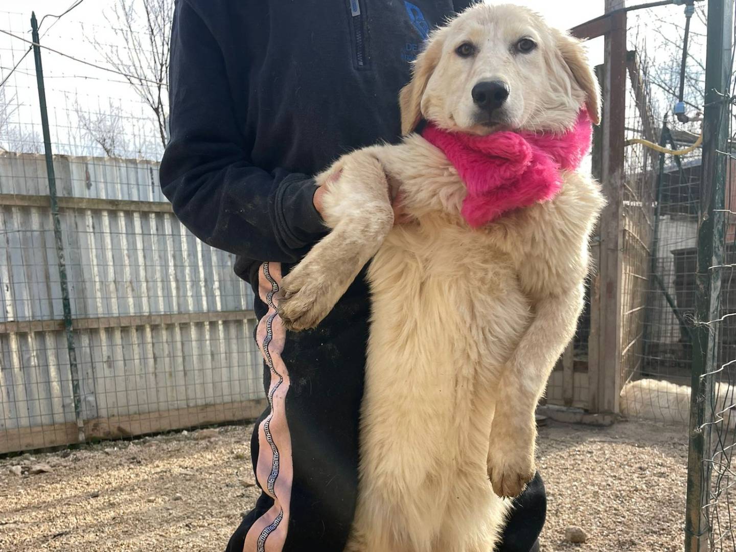 Adotta il cane SASHA a Frosinone