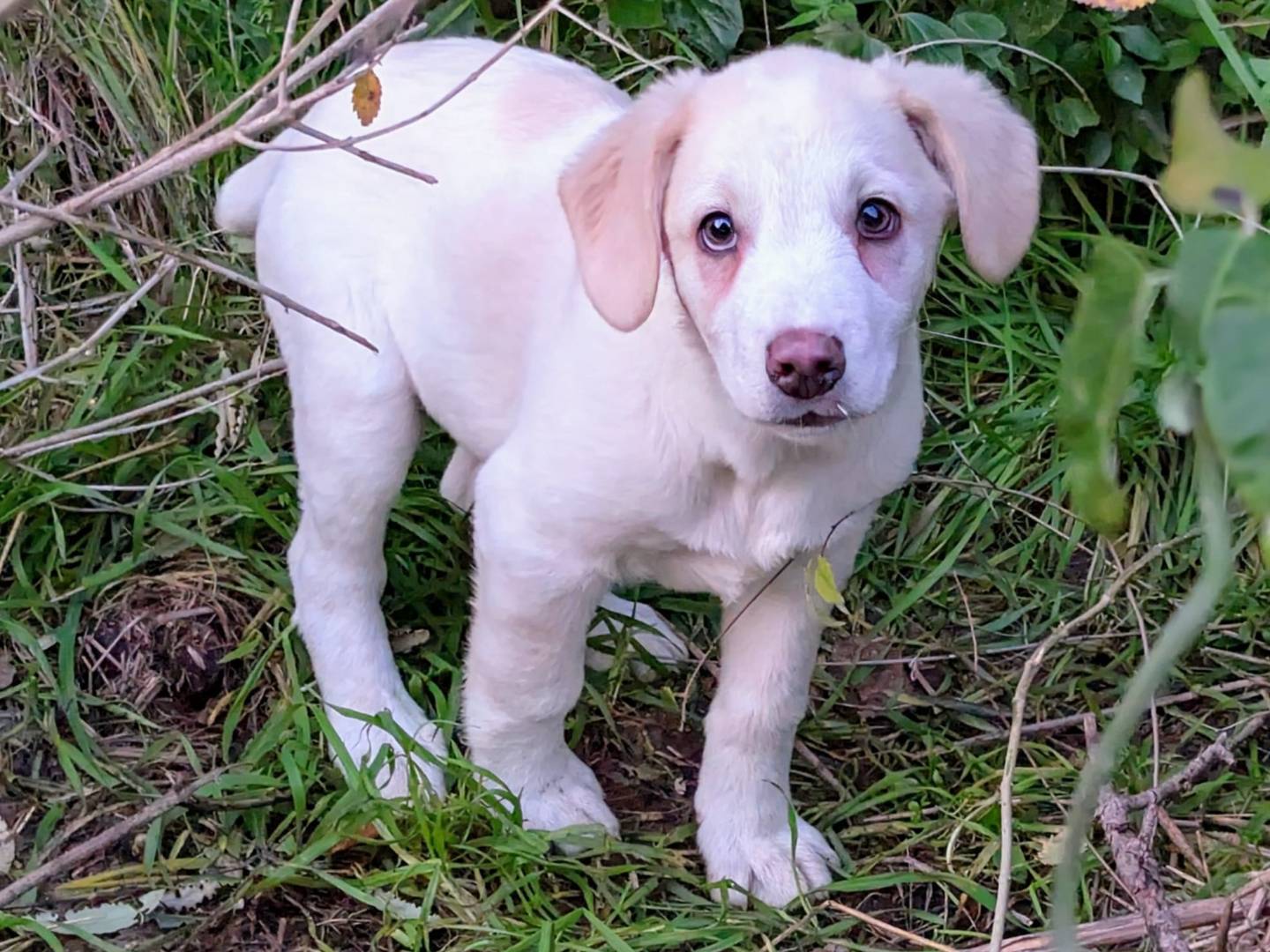 Adozione cane, maschio, Razza sconosciuta Razza sconosciuta, 1 anno e 5 mesi, taglia media, Frosinone