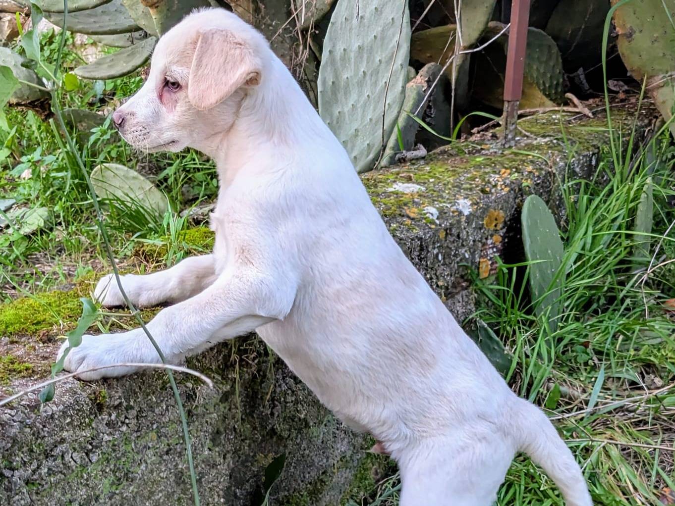 Adotta un cane, maschio, 1 anno e 5 mesi, Frosinone