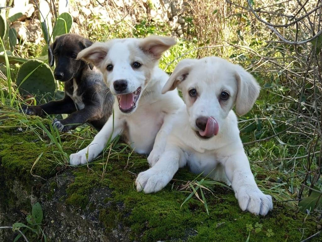 Vuoi adottare un cane a Frosinone?