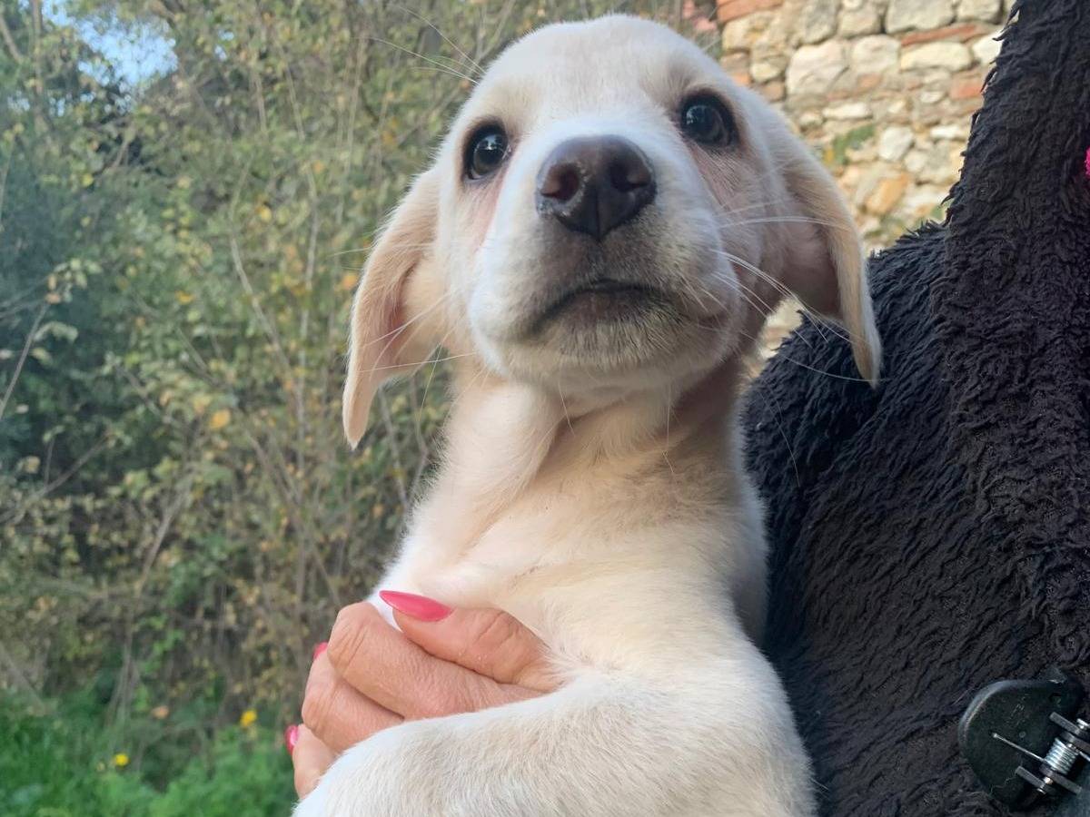 Adotta il cane PALLO a Frosinone