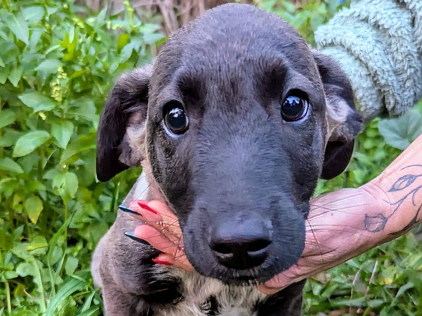 Adozione cane, maschio, Razza sconosciuta Razza sconosciuta, 1 anno e 5 mesi, taglia media, Frosinone