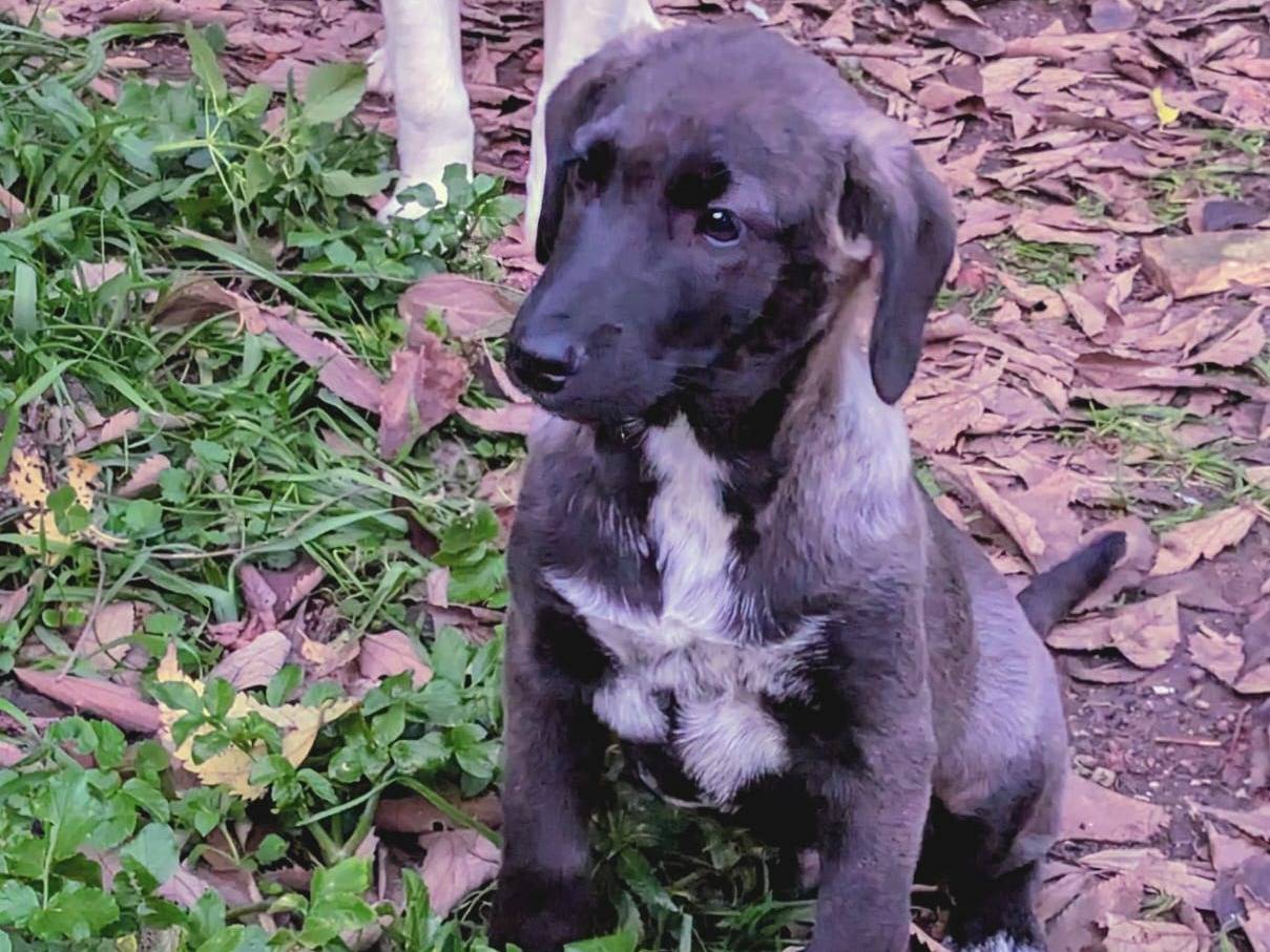 Adotta un cane, taglia media, maschio, Frosinone