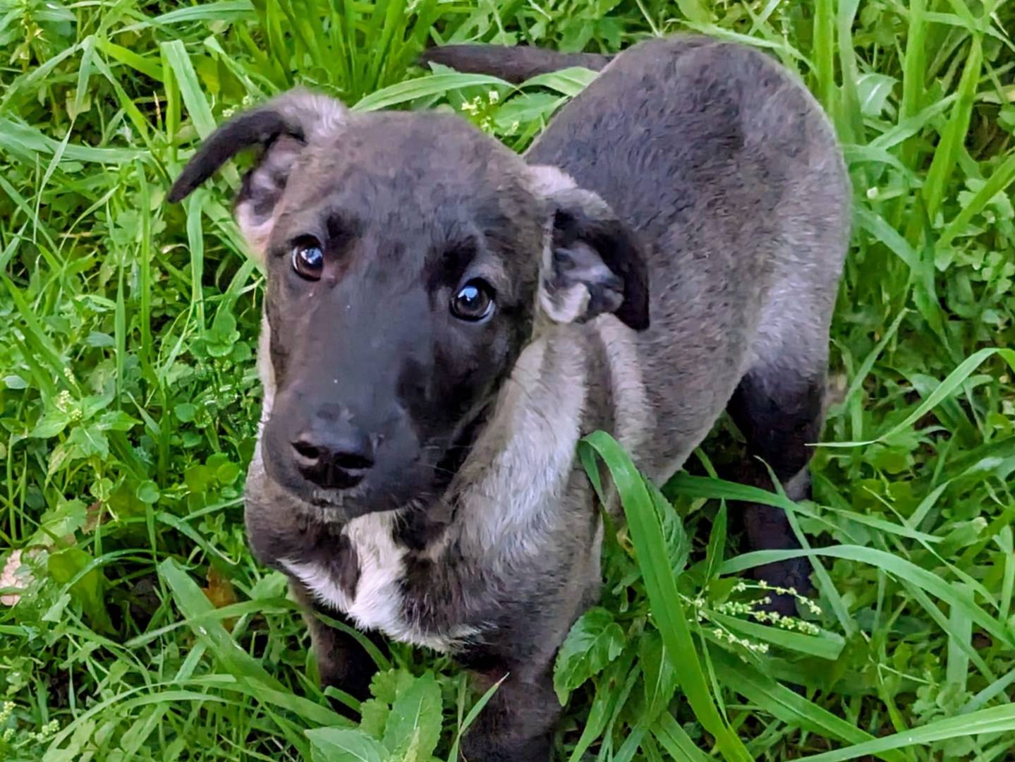 Vuoi adottare un cane a Frosinone?