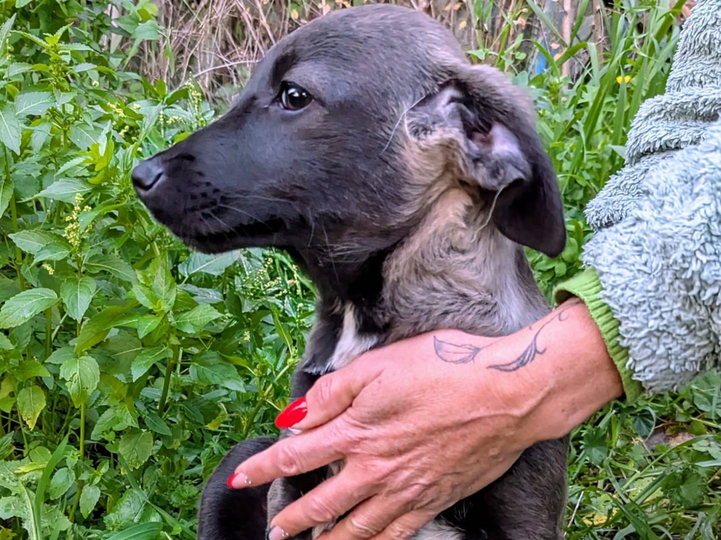 Adotta il cane NERO a Frosinone