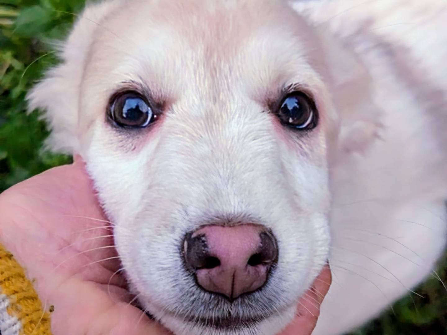 Adotta un cane, maschio, 1 anno e 6 mesi, Frosinone