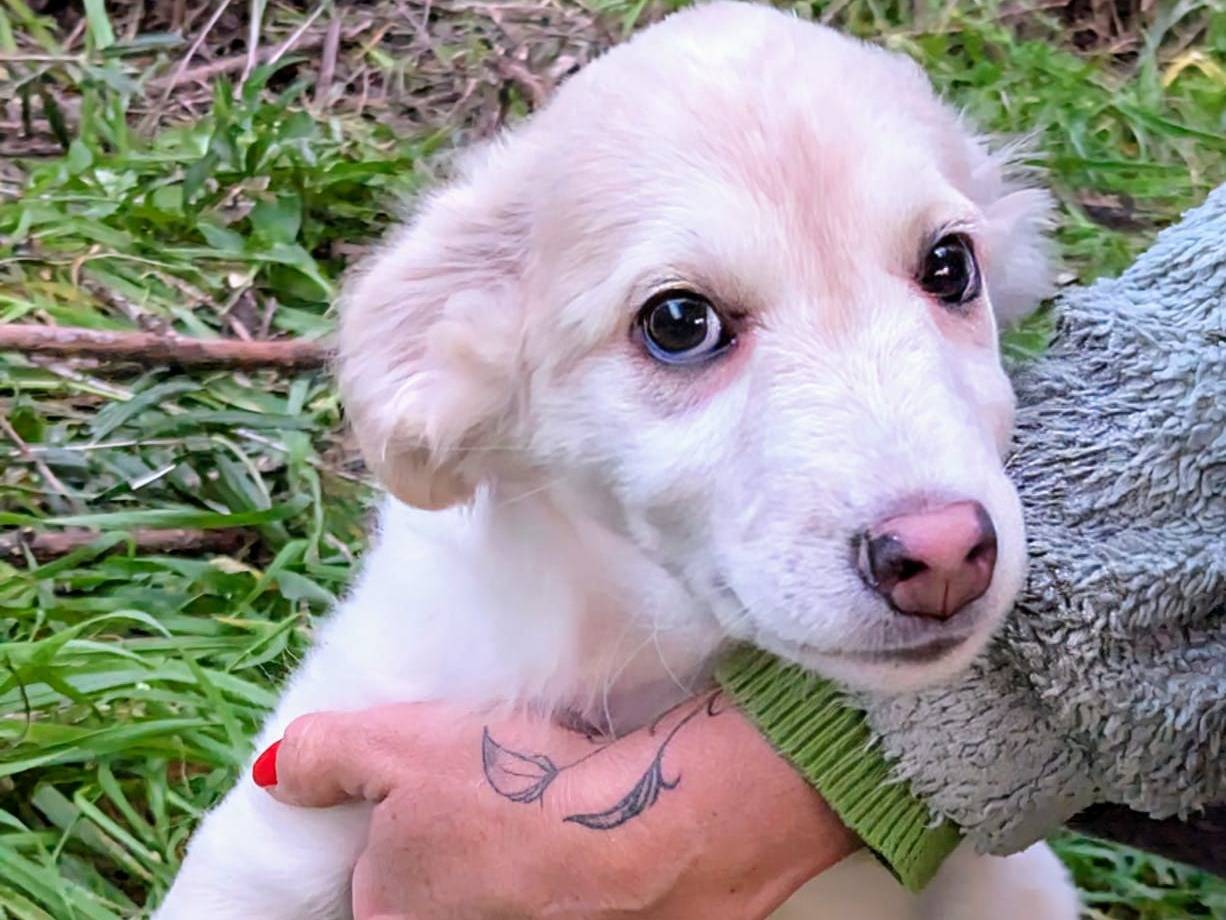 Adotta un cane, taglia media, maschio, Frosinone