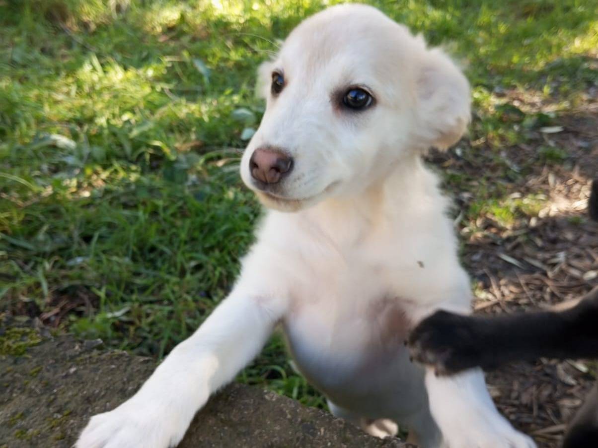 Vuoi adottare un cane a Frosinone?