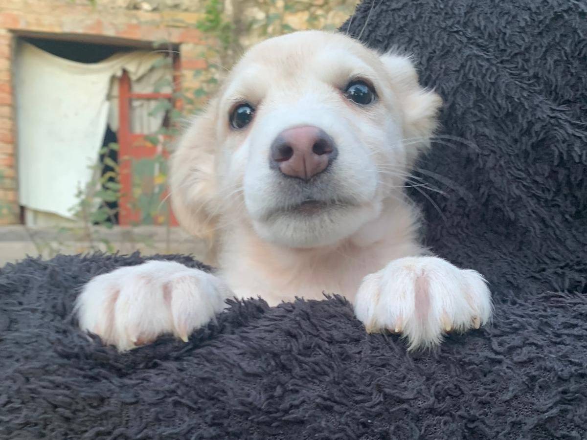 Adotta il cane TOPO a Frosinone